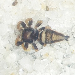 Ptocasius weyersi