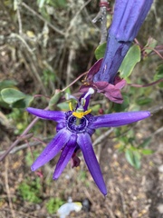 Passiflora umbilicata