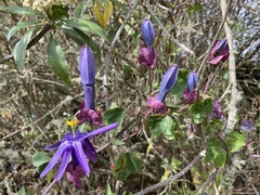 Passiflora umbilicata