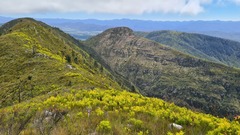 Leucadendron eucalyptifolium