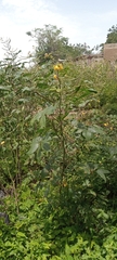 Senna occidentalis