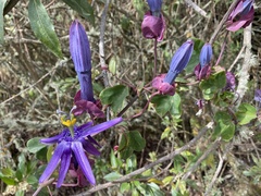 Passiflora umbilicata