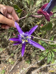 Passiflora umbilicata