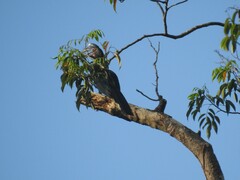 Anthracoceros malayanus