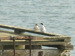 Sterna striata striata