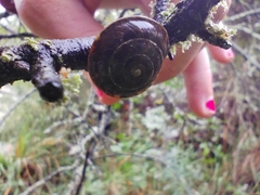 Helicigona lapicida
