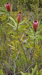 Protea neriifolia