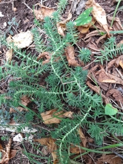 Petrosedum rupestre