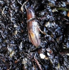 Ambigolimax valentianus