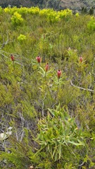 Protea neriifolia