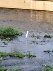 Ardea intermedia