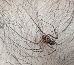 Scytodes globula