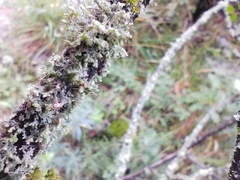 Laetisaria lichenicola