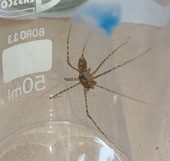 Scytodes globula