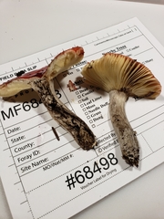 Russula rubriceps