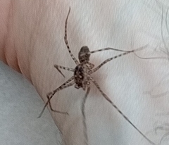 Scytodes globula