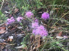 Melaleuca thymifolia