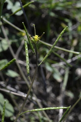 Diplotaxis viminea