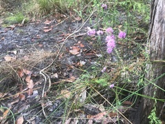 Melaleuca thymifolia