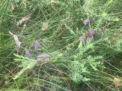 Melaleuca thymifolia