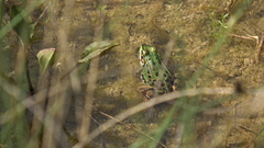Pelophylax