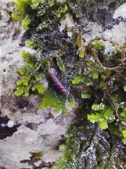Clausilia