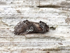 Diloba caeruleocephala