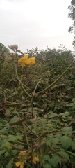 Senna occidentalis image