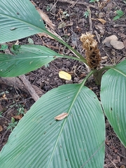 Curcuma