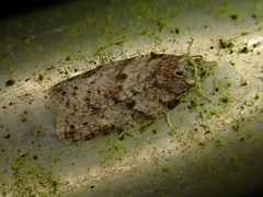 Isotenes miserana