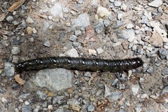 Oxycanus