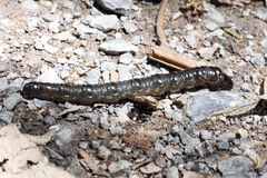 Oxycanus