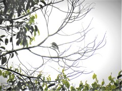 Hemipus hirundinaceus