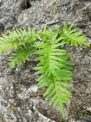 Polypodium vulgare