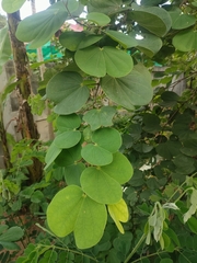 Piliostigma reticulatum