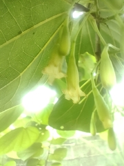 Piliostigma reticulatum