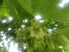 Piliostigma reticulatum