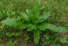 Cirsium arvense