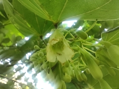 Piliostigma reticulatum