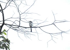 Hemipus hirundinaceus