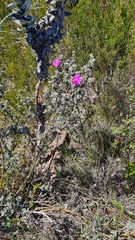 Podalyria burchellii