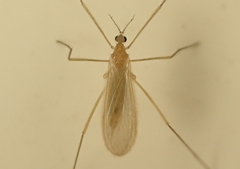 Molophilus