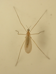 Molophilus