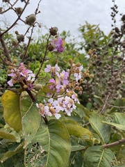 Lagerstroemia
