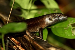 Emoia nigra