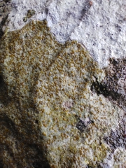 Xanthocarpia ochracea