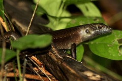 Emoia nigra