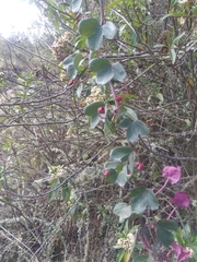 Passiflora umbilicata