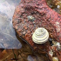 Austrocochlea constricta