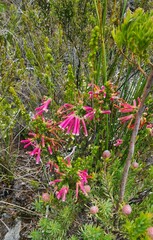 Erica densifolia